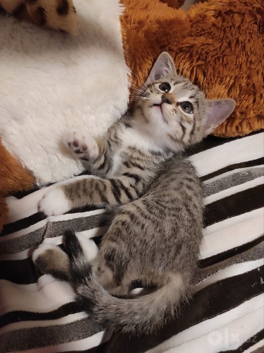 Бесплатно 4 котят (mushuk)