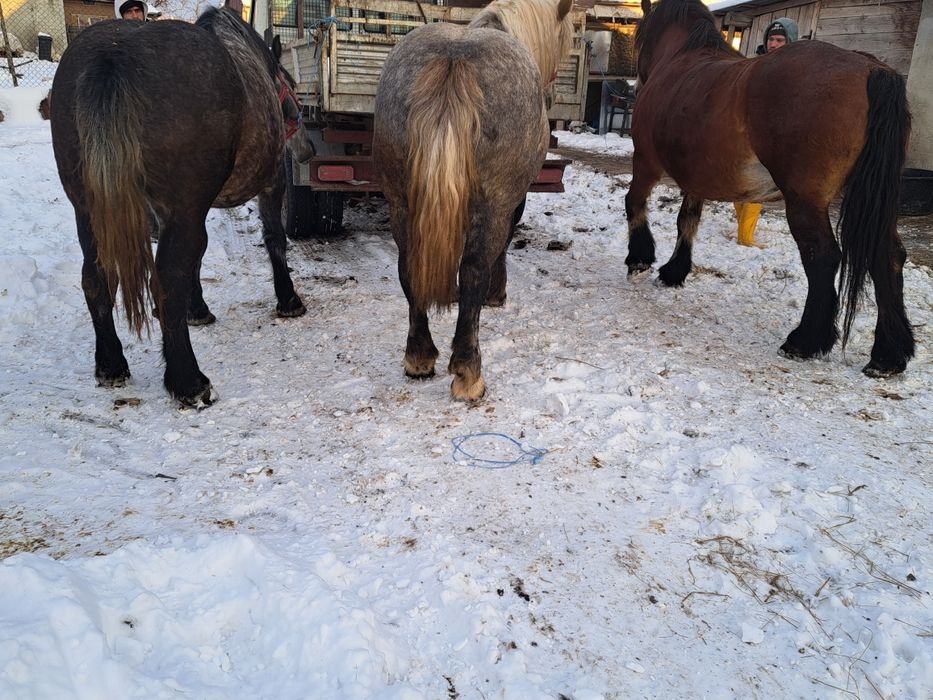 Vand 3 iepe gestante toate 3