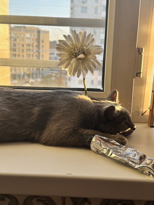 Шотландский пародистый кот
