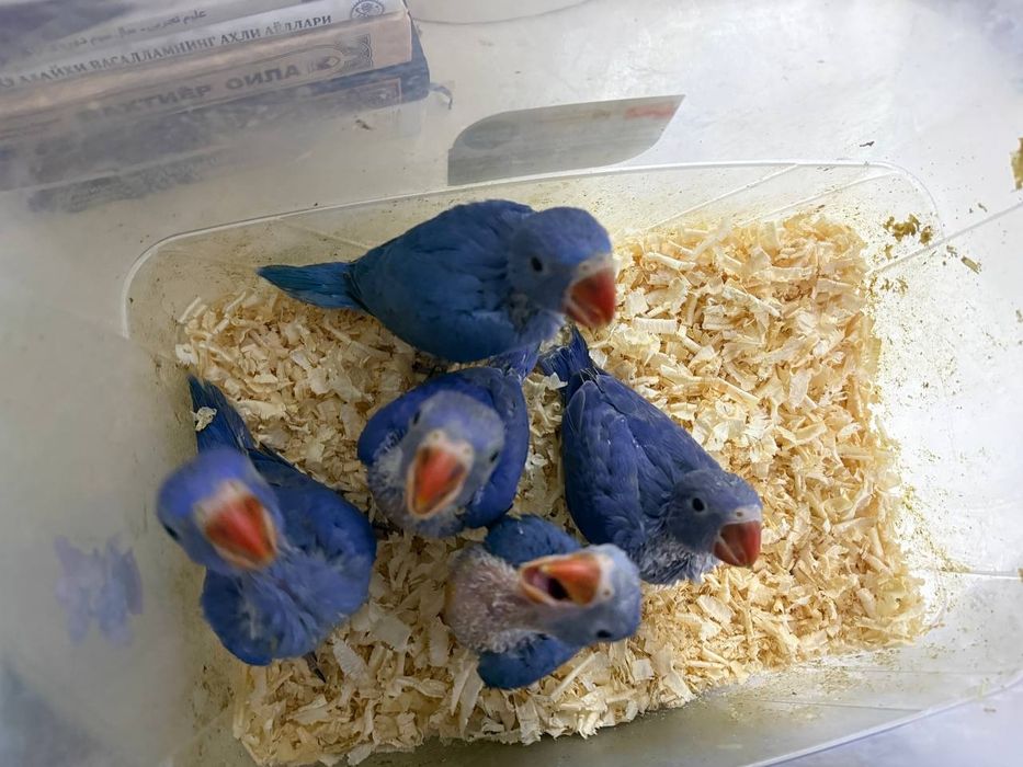 Ручной ожереловый попугай