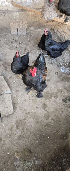 Xonaki tovuqlar sotiladi