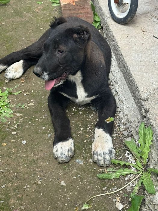 Продам  девочку алабай