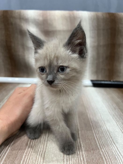 Котенок девочка ищет дом