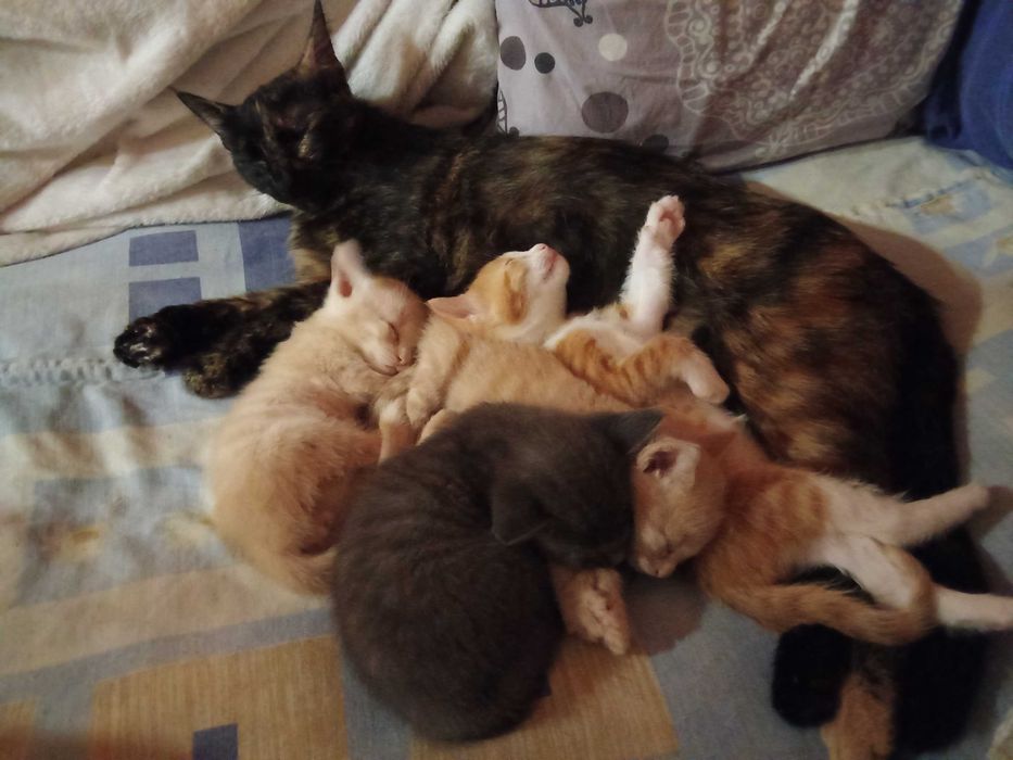 Котенца от Каварна тирсят дом