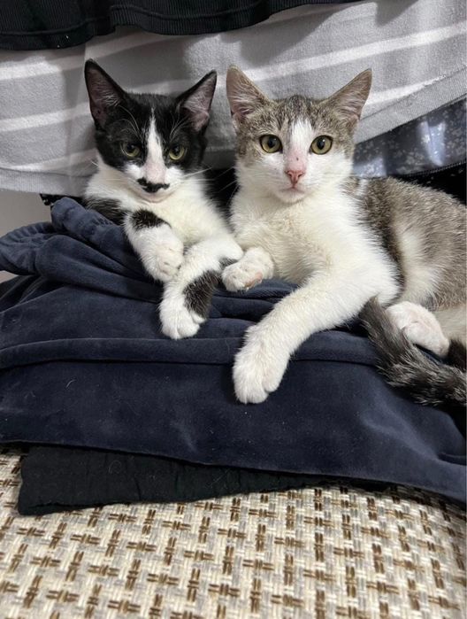 Отдам в добрые руки