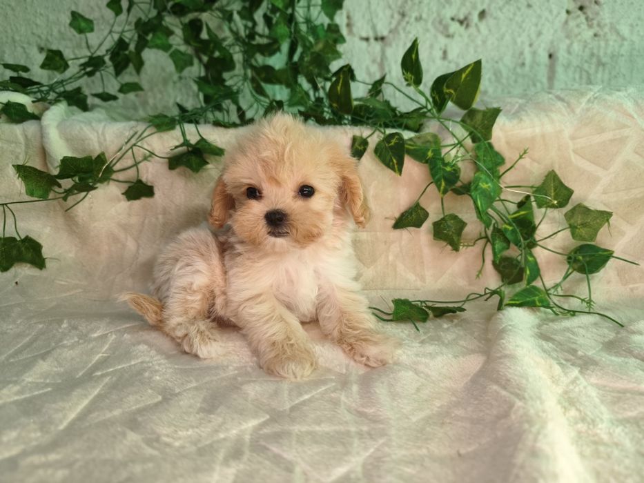 Vand fetita Maltipoo f1 minitoy
