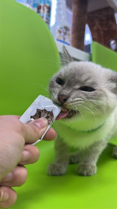 Голубоглазый котенок  6 мес ищём дом