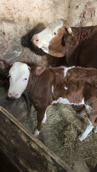 Vând 2 vițele…..