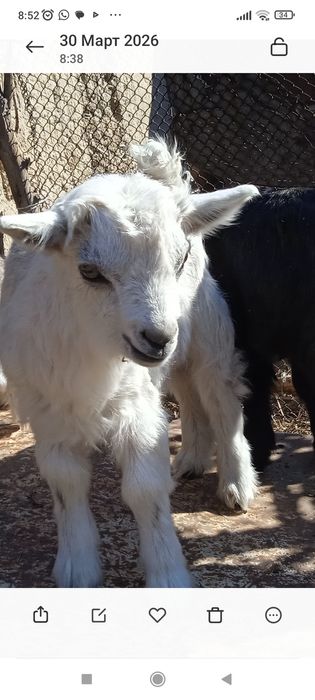 Ешкилер сатылады.Теке сатылады