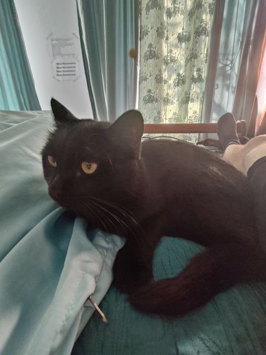 Кошка чёрная ищем добрые руки