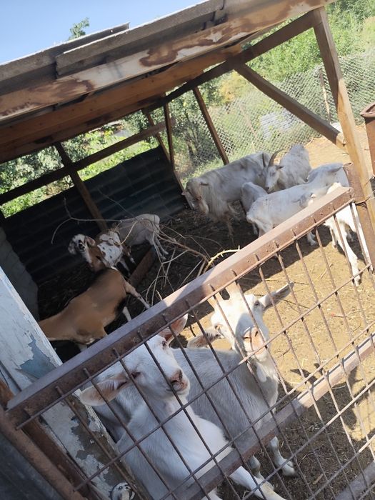 Продам козла коз хорошие дойные