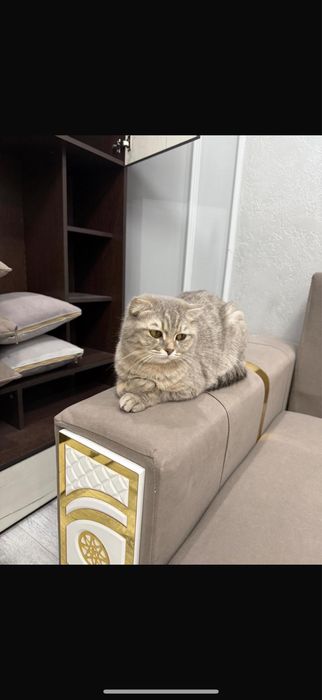 Отдам в хорошие руки