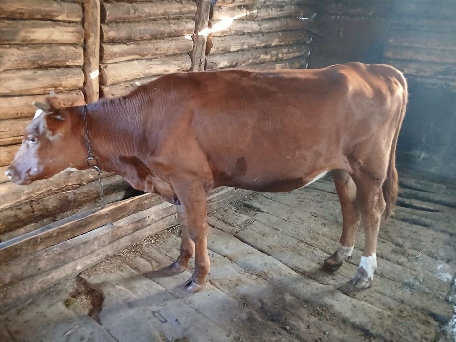 Продам тёлочку 1,5 года