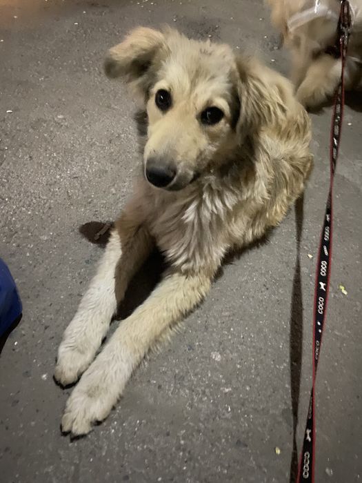 Отдадим мальчика в добрые руки