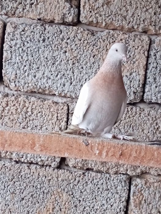 Голуби животные птицы