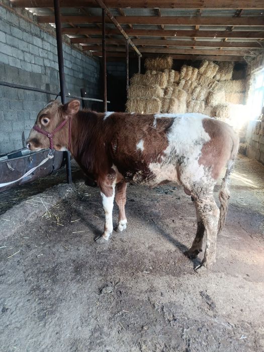 Буқа сатылады аа