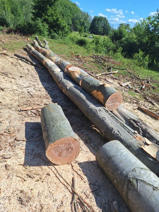 Lemne de foc. Transport gratuit.