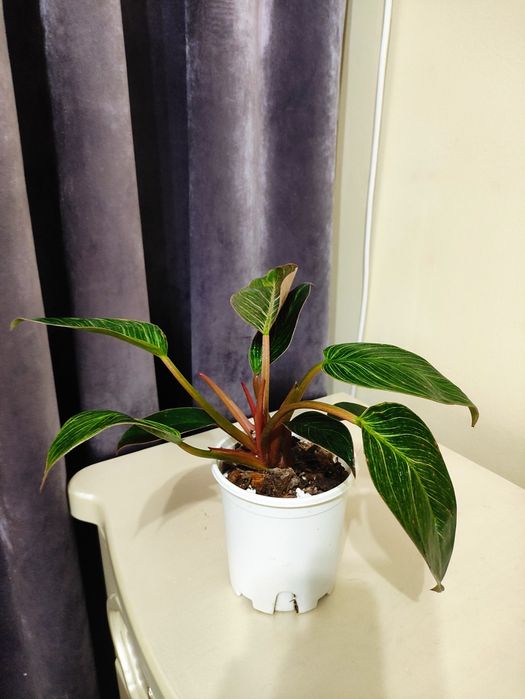 Филодендрон Биркин