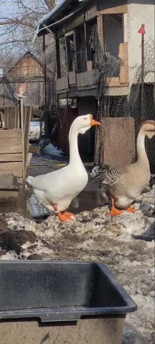 Gasca leseasca alba / gaste lesesti / gaste africane