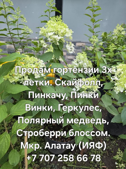 Гортензии метельчатые