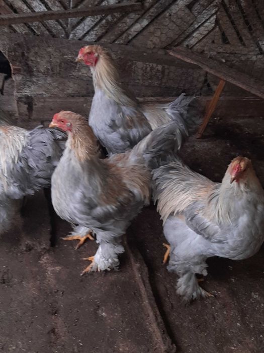 Cocoși brahma isabel perlat