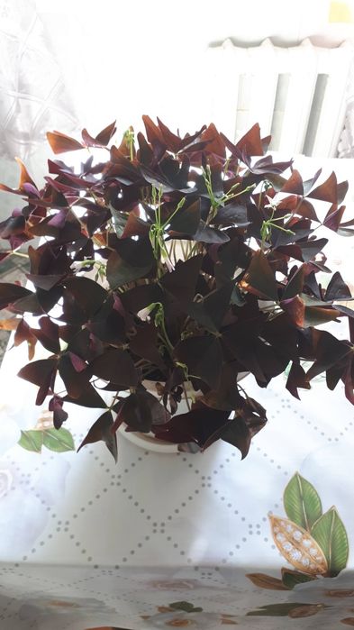 Комнатный цветок кислица (бабочка)