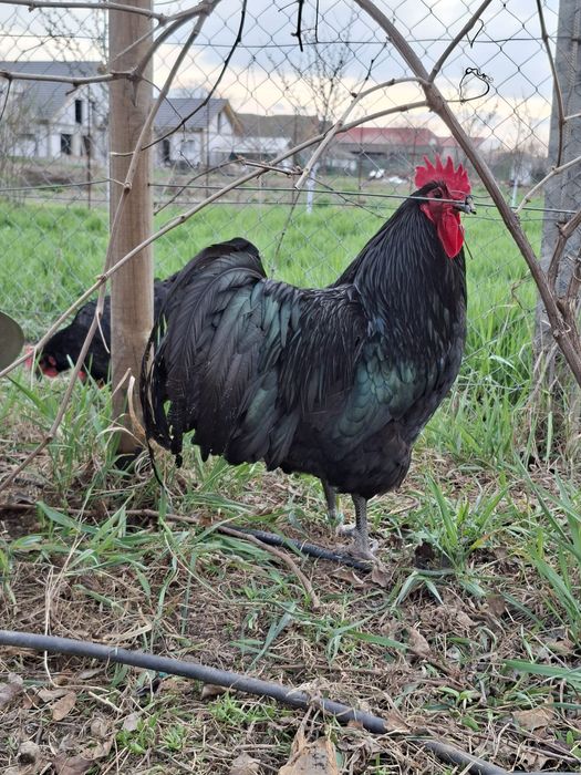 Pui Australorp de 6 saptamani