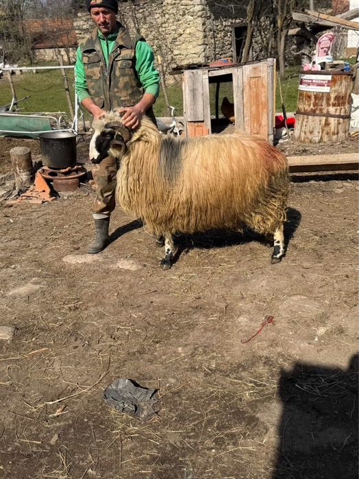 Vand berbec breaz stramior de valea jiului