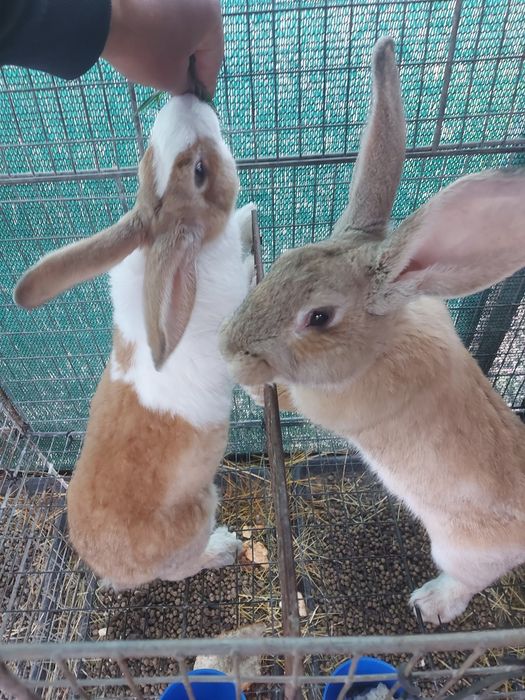 Iepuroi,  9 luni , 150 lei/buc