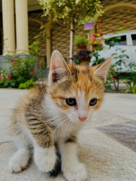 Отдам котят бесплатно
