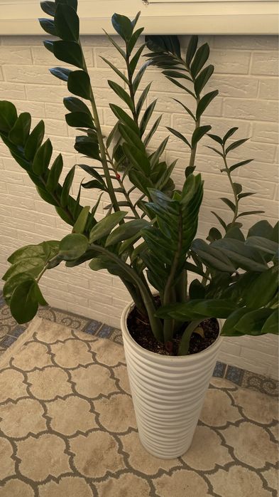 Цветок замиокулькас 1м 50см