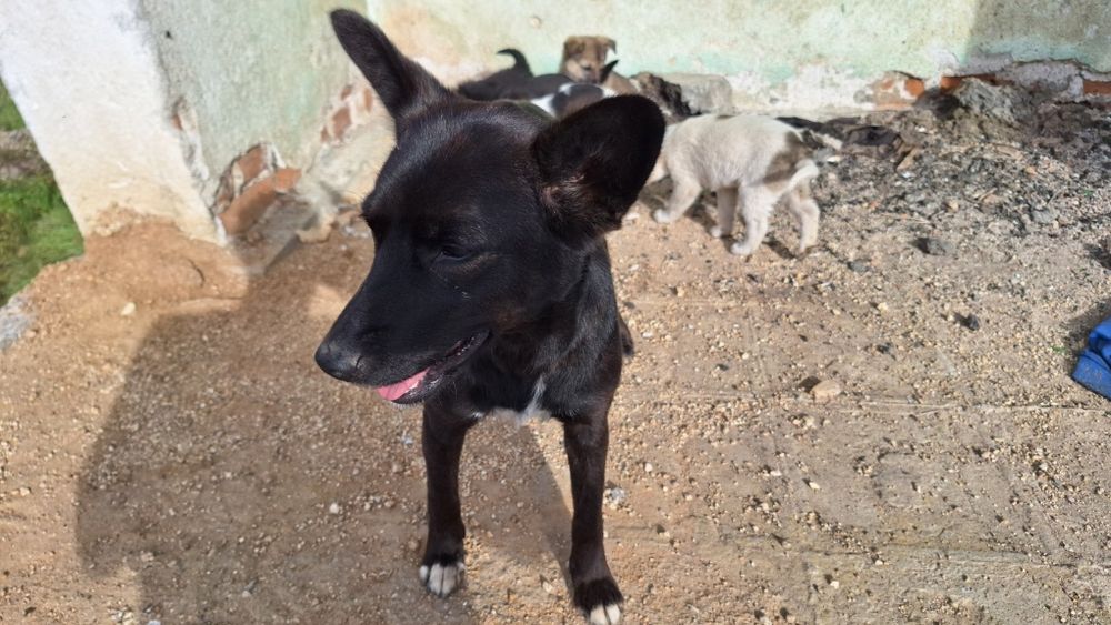 Подаряват се 5 броя малки кученца.