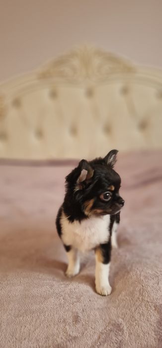 Продам щенков Чихуахуа