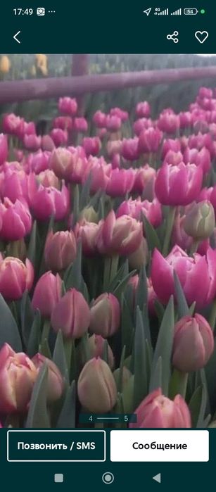 Луковицы тюльпана