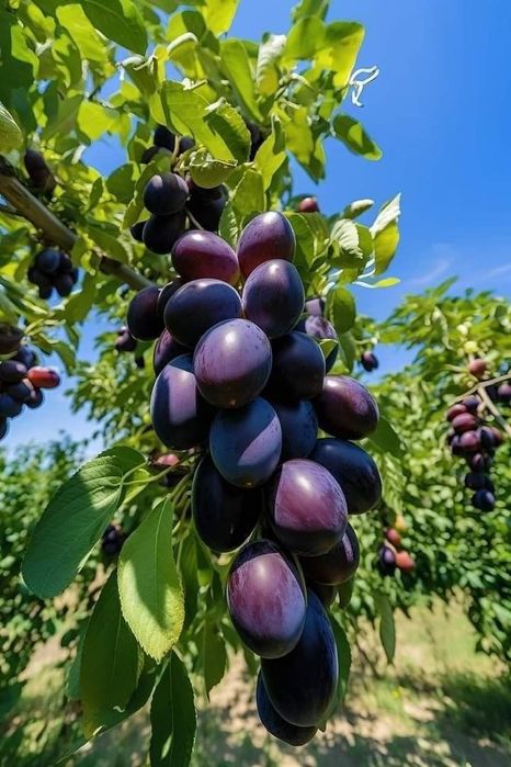 Продаёться Саженцы сортове