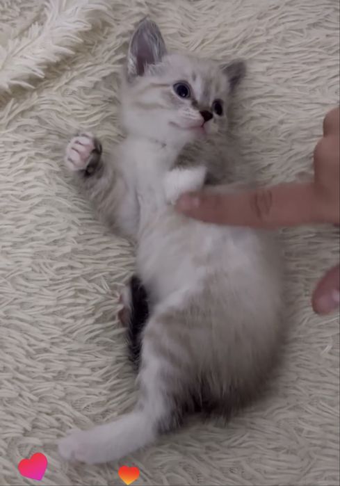 Котенок девочка 3 месяца