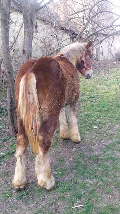 Vând urgent  manz 8 luni