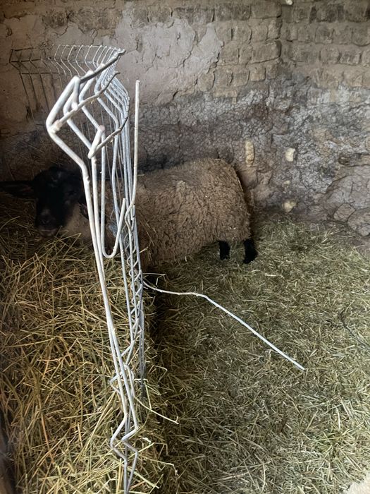 Vand doi berbeci Sufollk