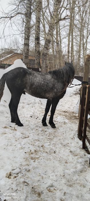 Продам Жеребца иноходец