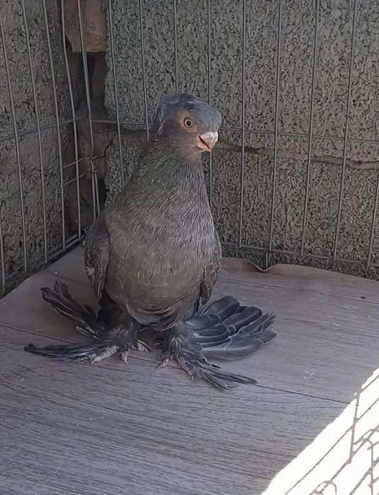 Челкарь самец молодой