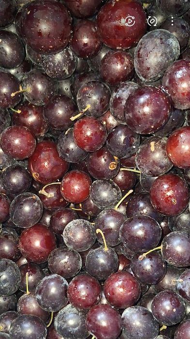 Тог олча музлатилган .Алыча