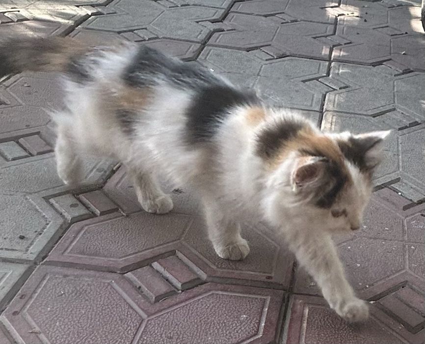 Отдам бесплатно котят