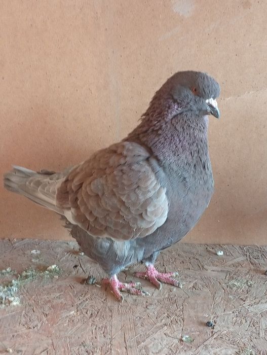 Голуби    Кинги.