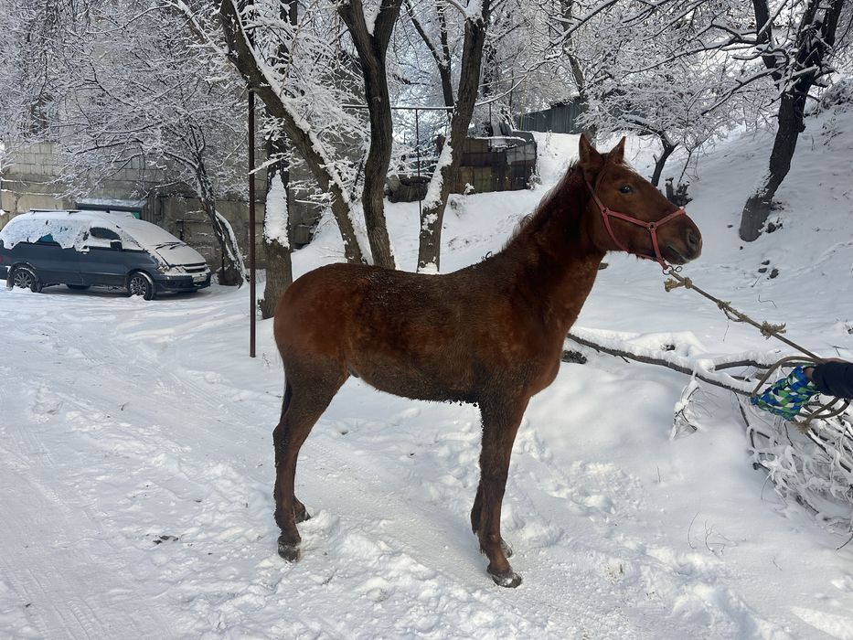 Донен сатылад    .