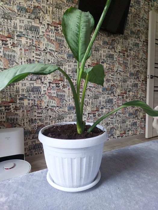 Комнатные растения.