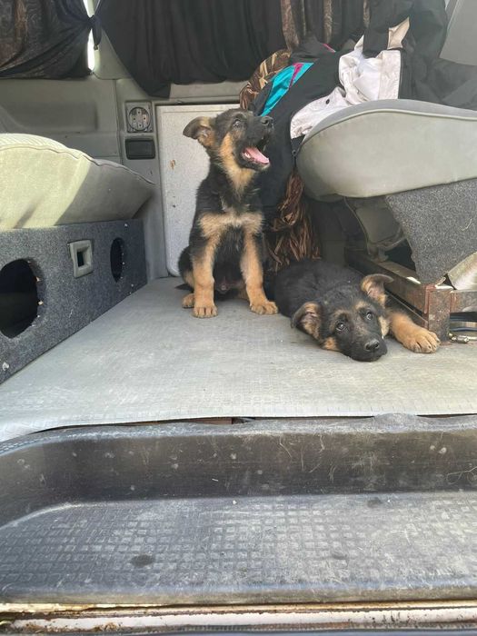 В продаже щенята Немецкой Овчарки