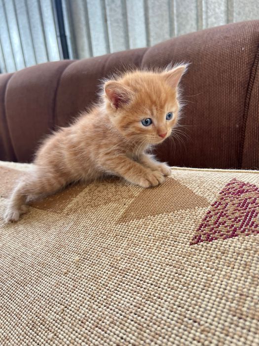 Отдадим котят в хорошие руки!