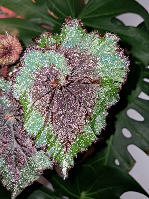 Бегония.             .