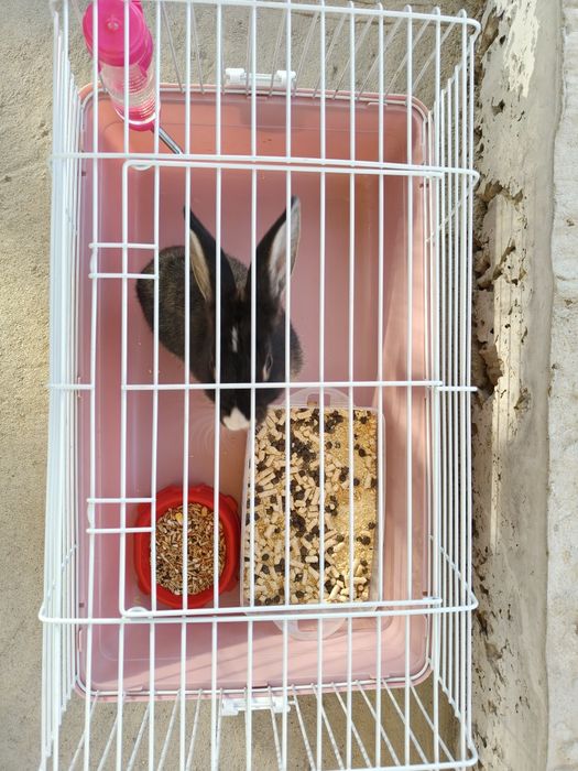 Кролик декоративный