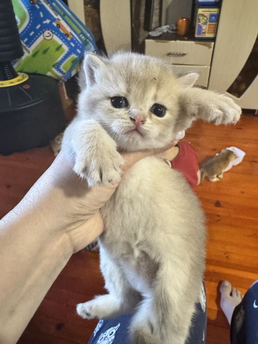 Продпются котята мал и дев